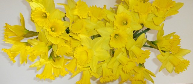 Daffodils 1