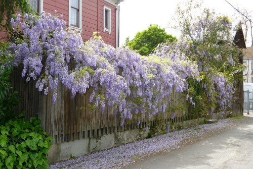 Wisteria (1)