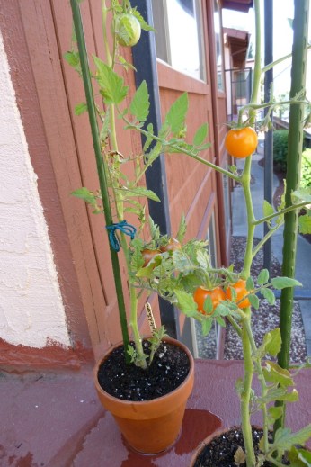 Tomato Plants (2)